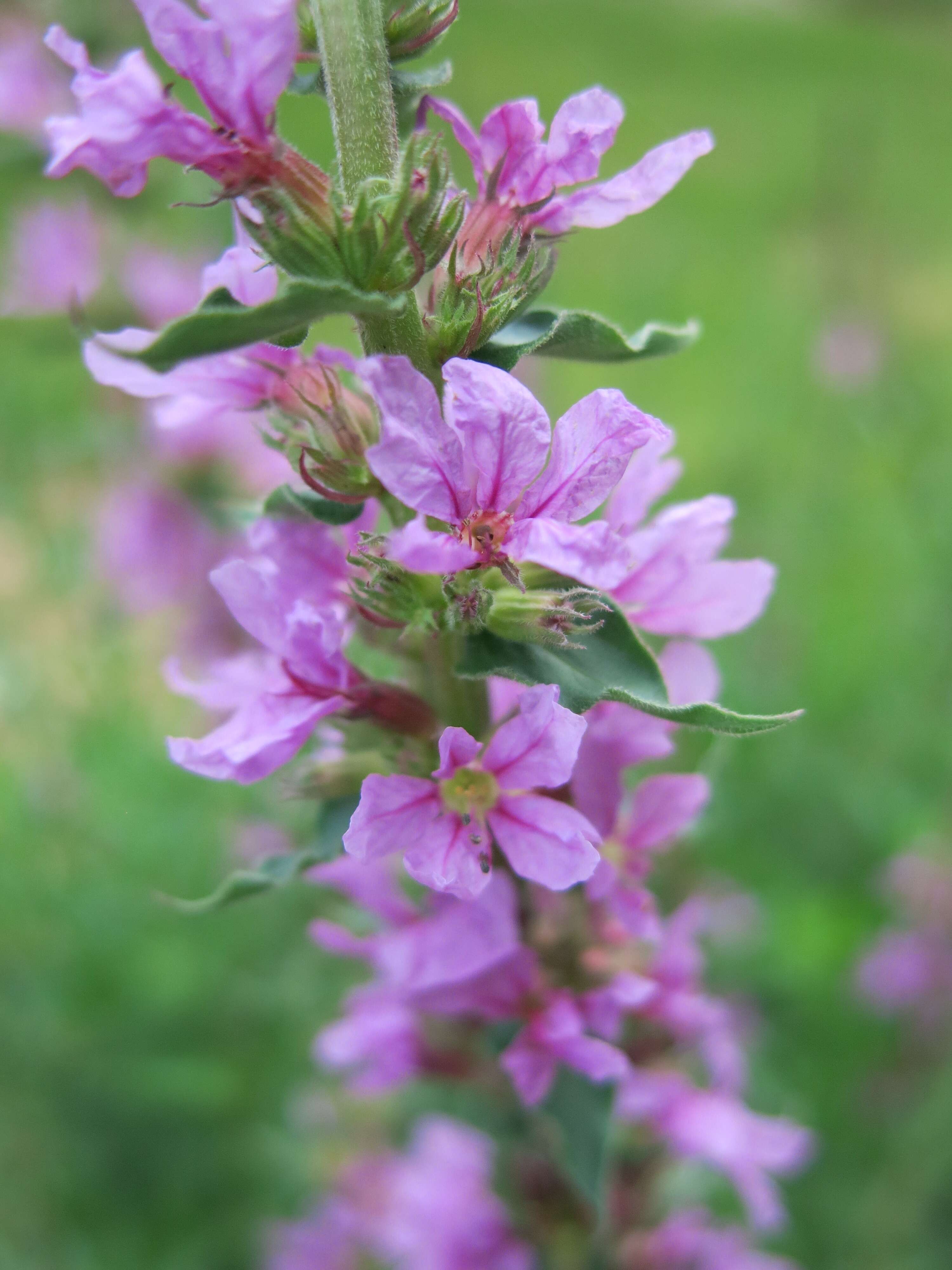 Plancia ëd Lythrum salicaria L.