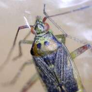 Image of Closterotomus trivialis (A. Costa 1853)