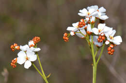 Image of Drosera gigantea Lindl.