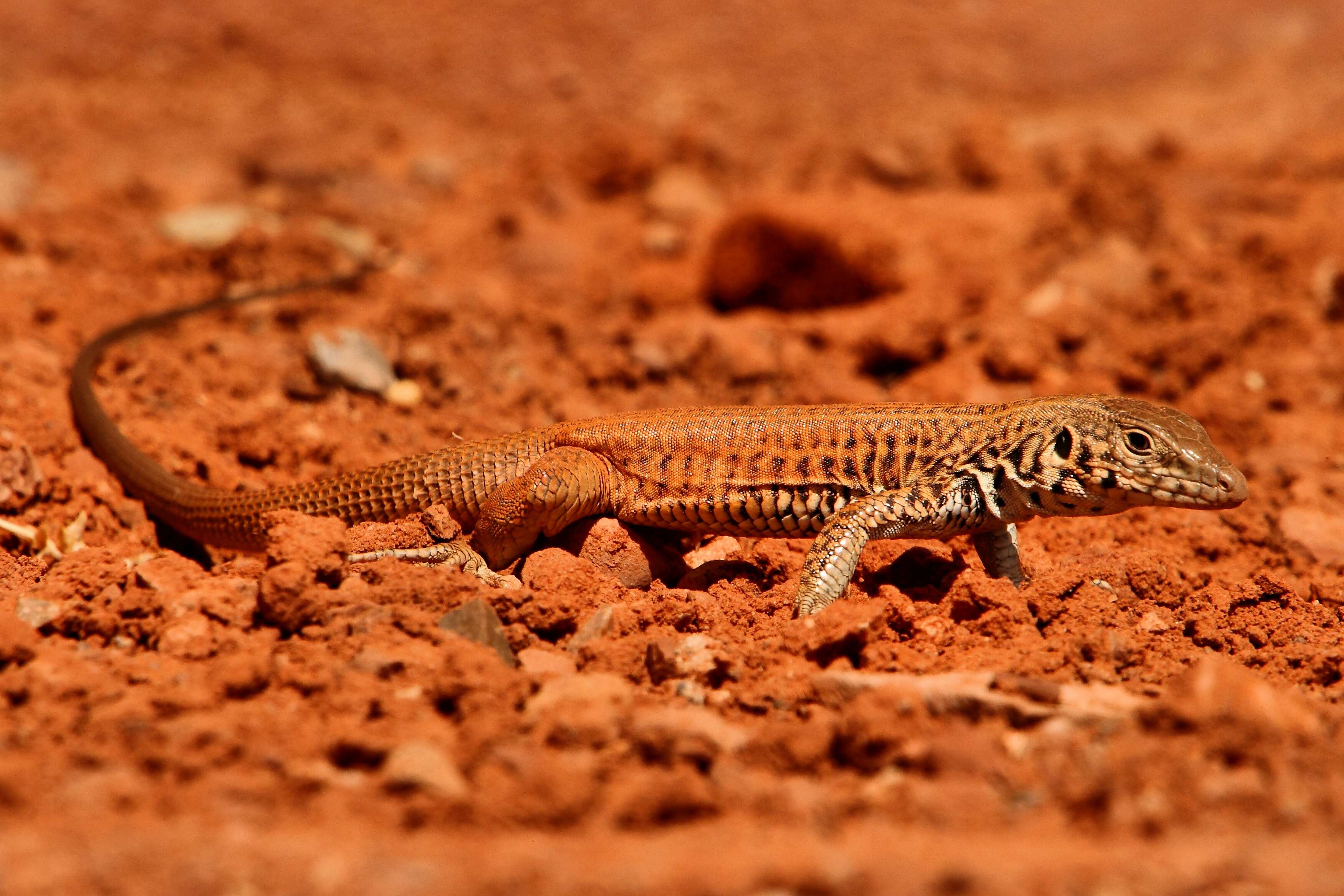 Image of Tiger Whiptail