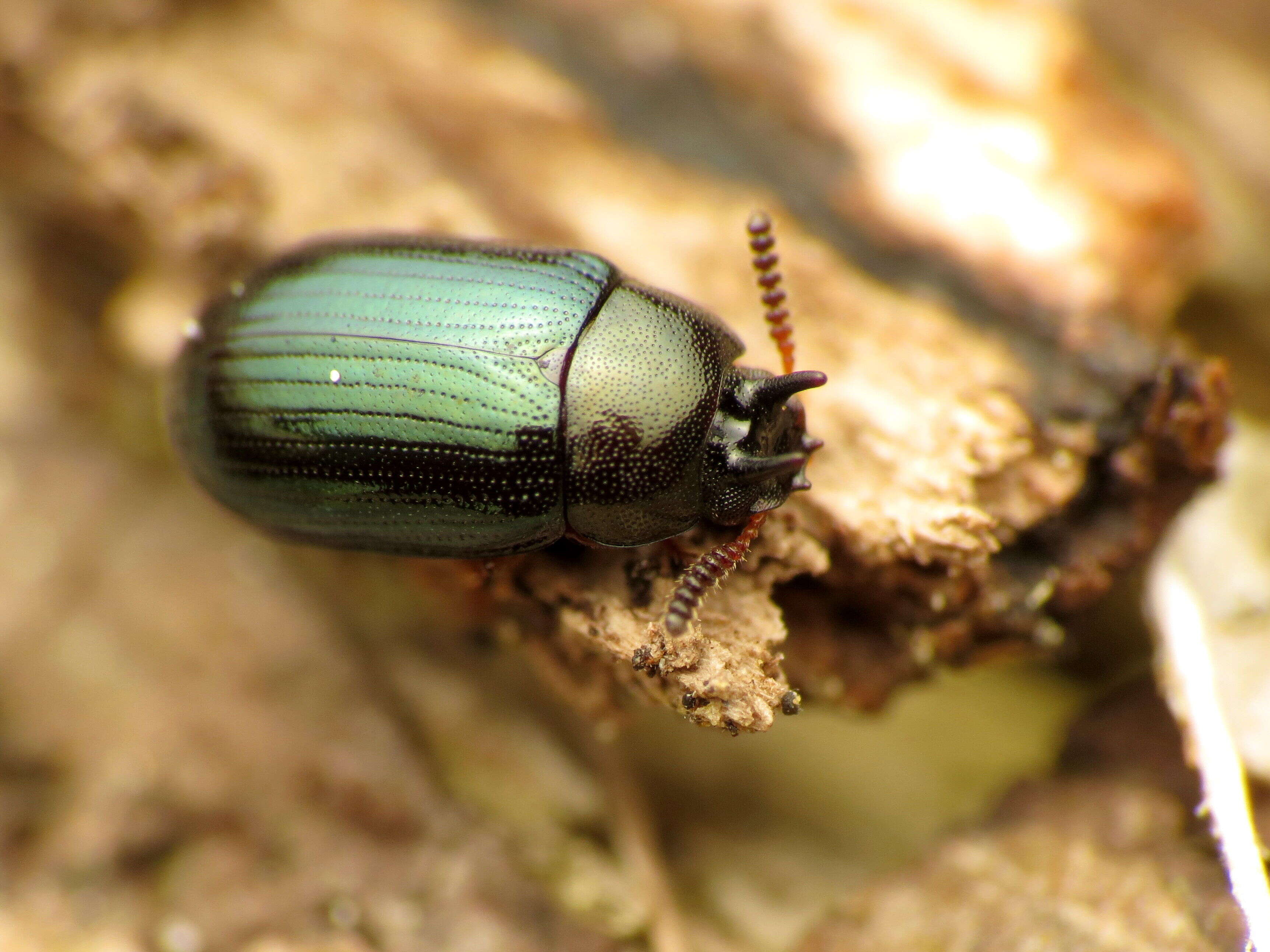 Imagem de Neomida bicornis (Fabricius 1777)