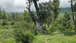 Image of olive tree