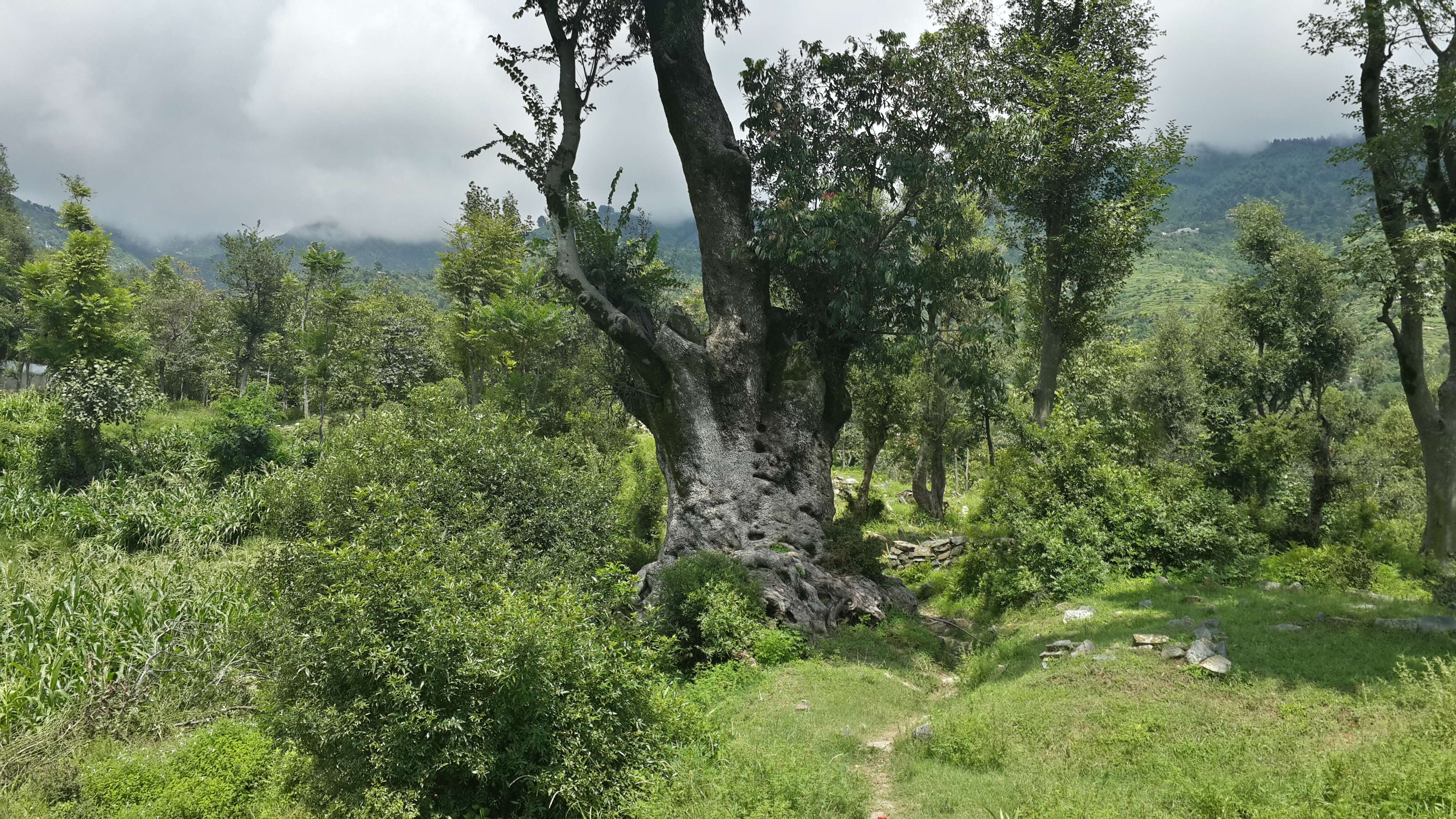 Image of olive tree