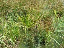 Image of Scirpus radicans Schkuhr