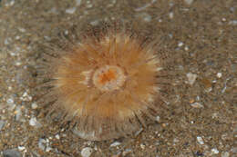 Image of parasitic anemone