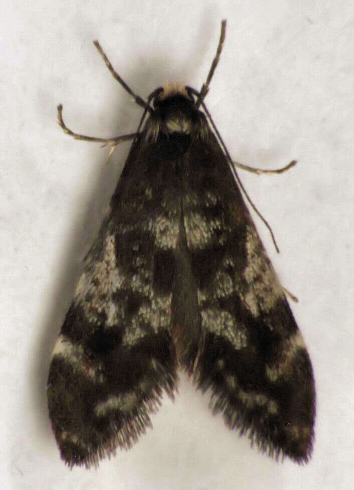 Image of Lepidoscia