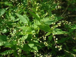 Image of slender pride of Rochester