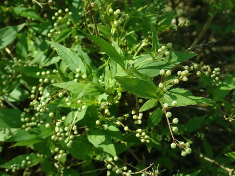 Image of slender pride of Rochester