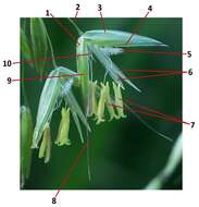 Image of Button Grass