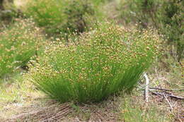 Image of Deergrass