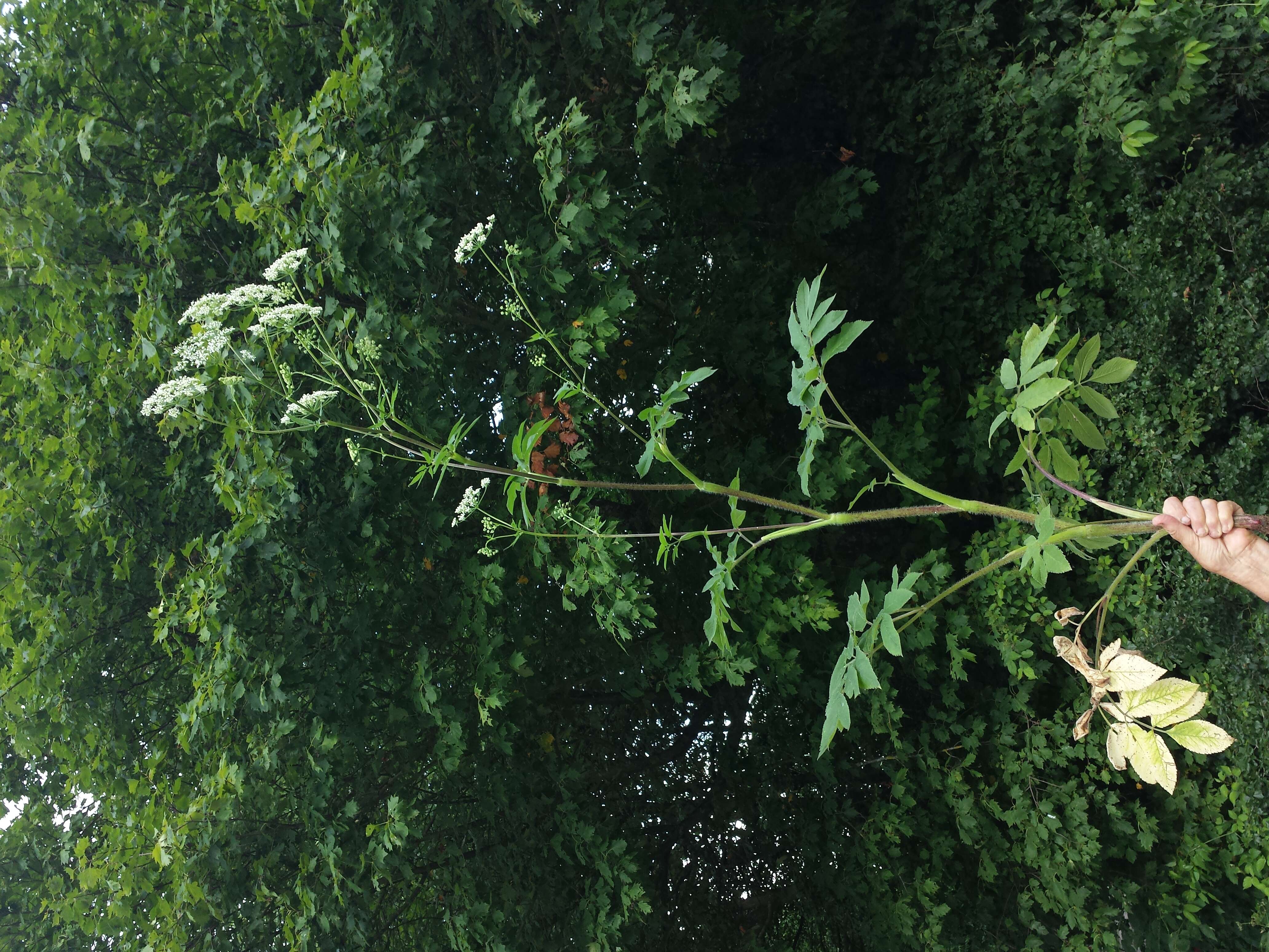 Imagem de Chaerophyllum aromaticum L.