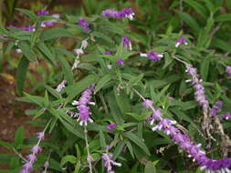 Imagem de Salvia leucantha Cav.