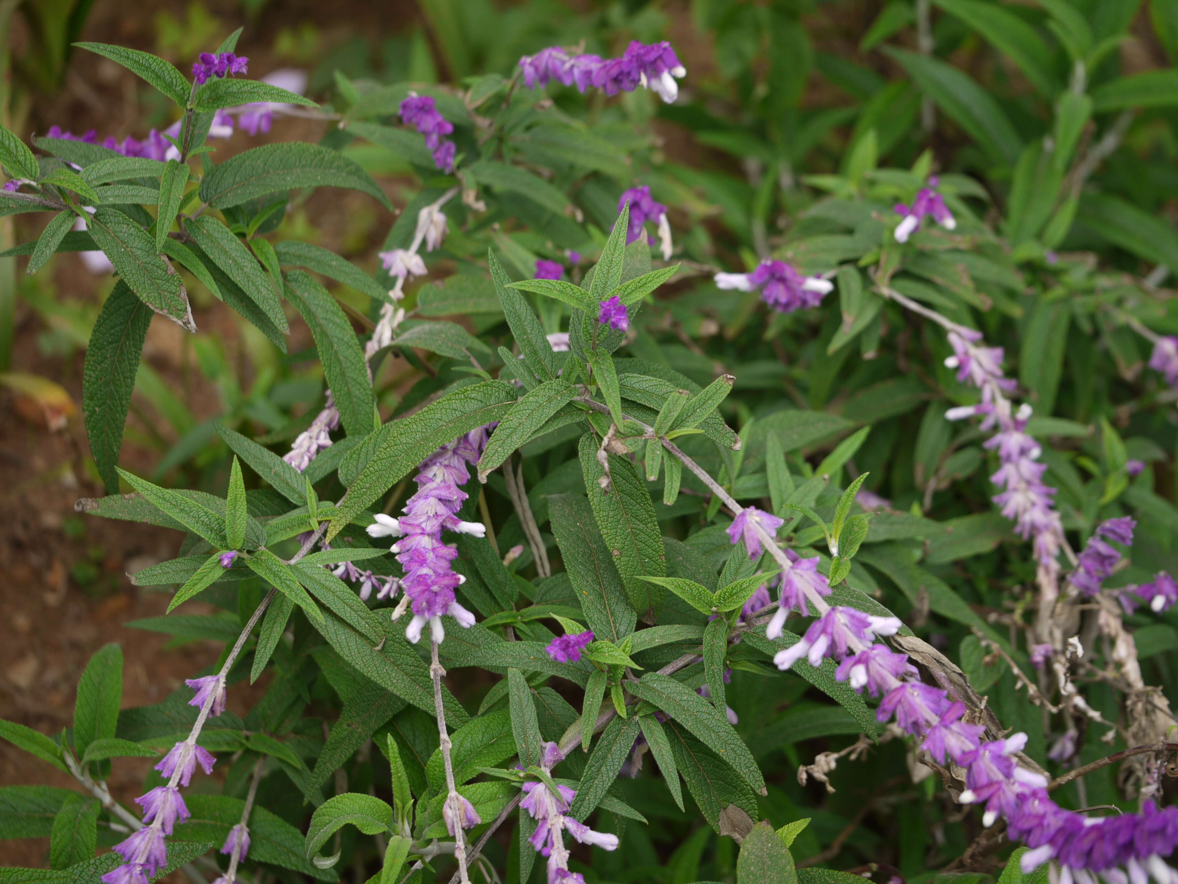 Imagem de Salvia leucantha Cav.