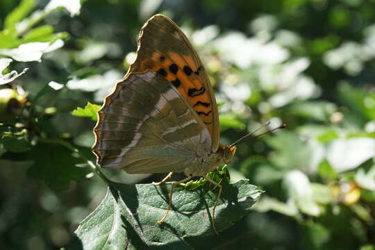 Imagem de Argynnis paphia Linnaeus 1758