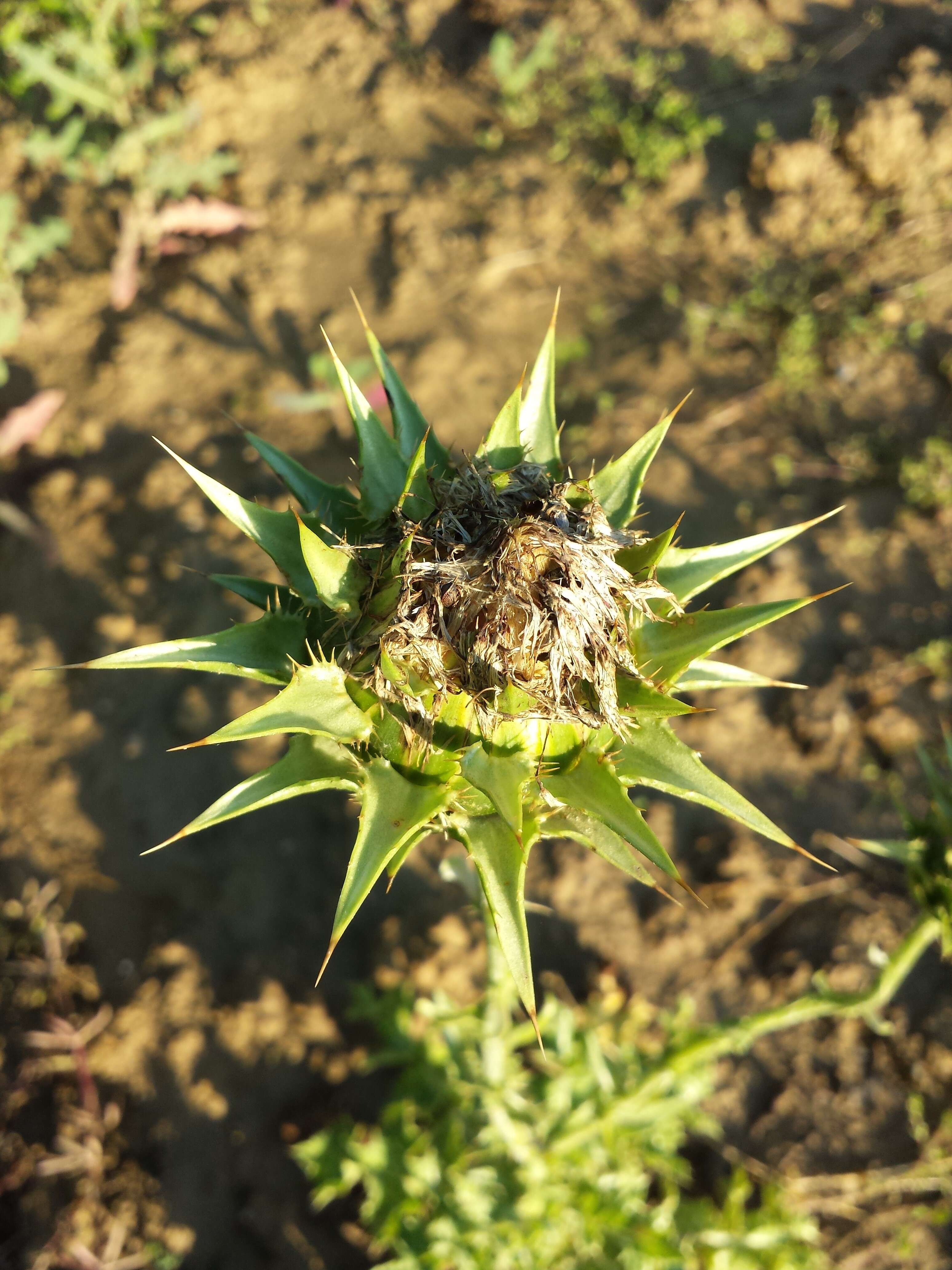 Image of Milk thistle