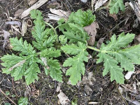 Image of Mantegazzi's Cow-Parsnip