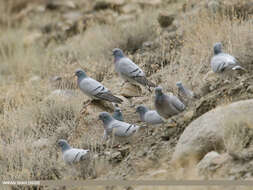 Image of Hill Pigeon