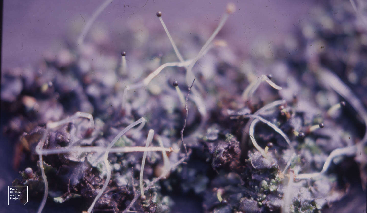 Image of overleaf pellia