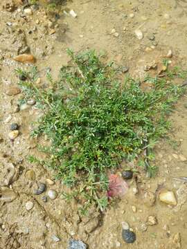 Image of Creeping Watercress