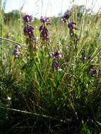 Image of tufted milkwort