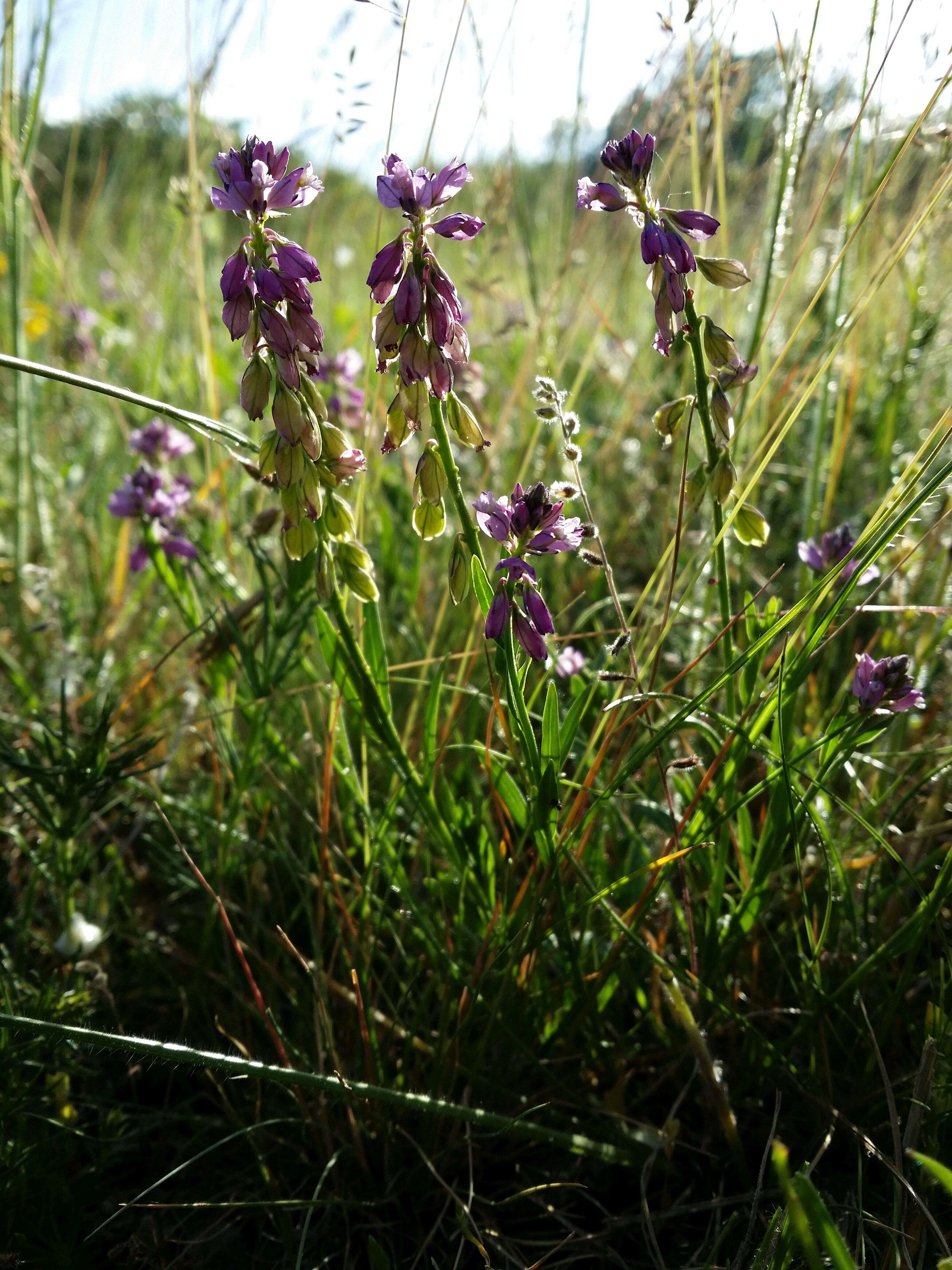 Image of tufted milkwort