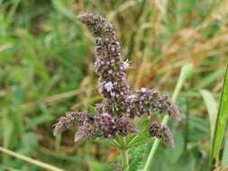 Image of Horse Mint