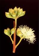 Image of Eucalyptus erectifolia M. I. H. Brooker & S. D. Hopper