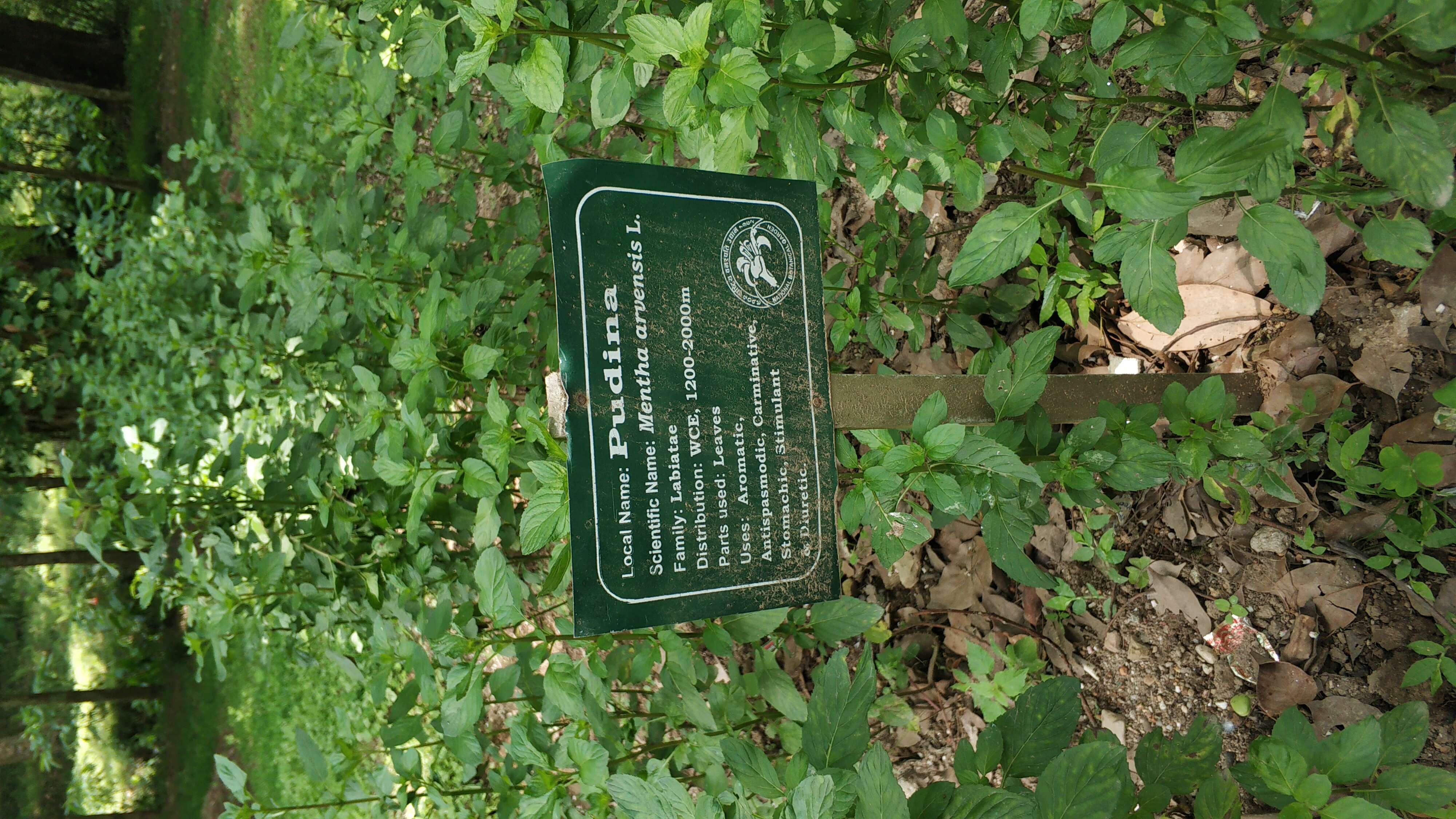 Image of wild mint