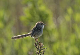 Слика од Prinia gracilis (Lichtenstein & Mhk 1823)
