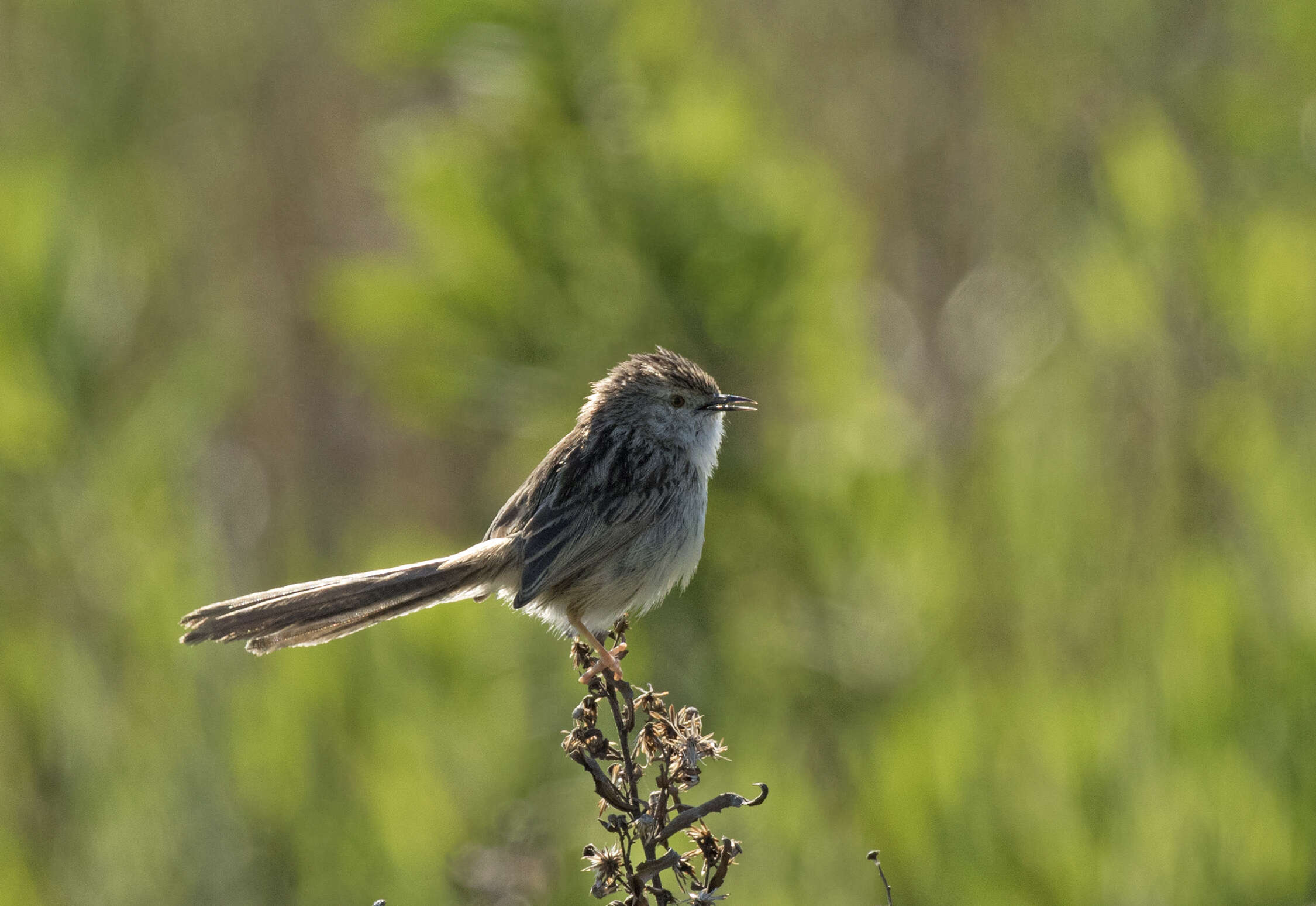Слика од Prinia gracilis (Lichtenstein & Mhk 1823)