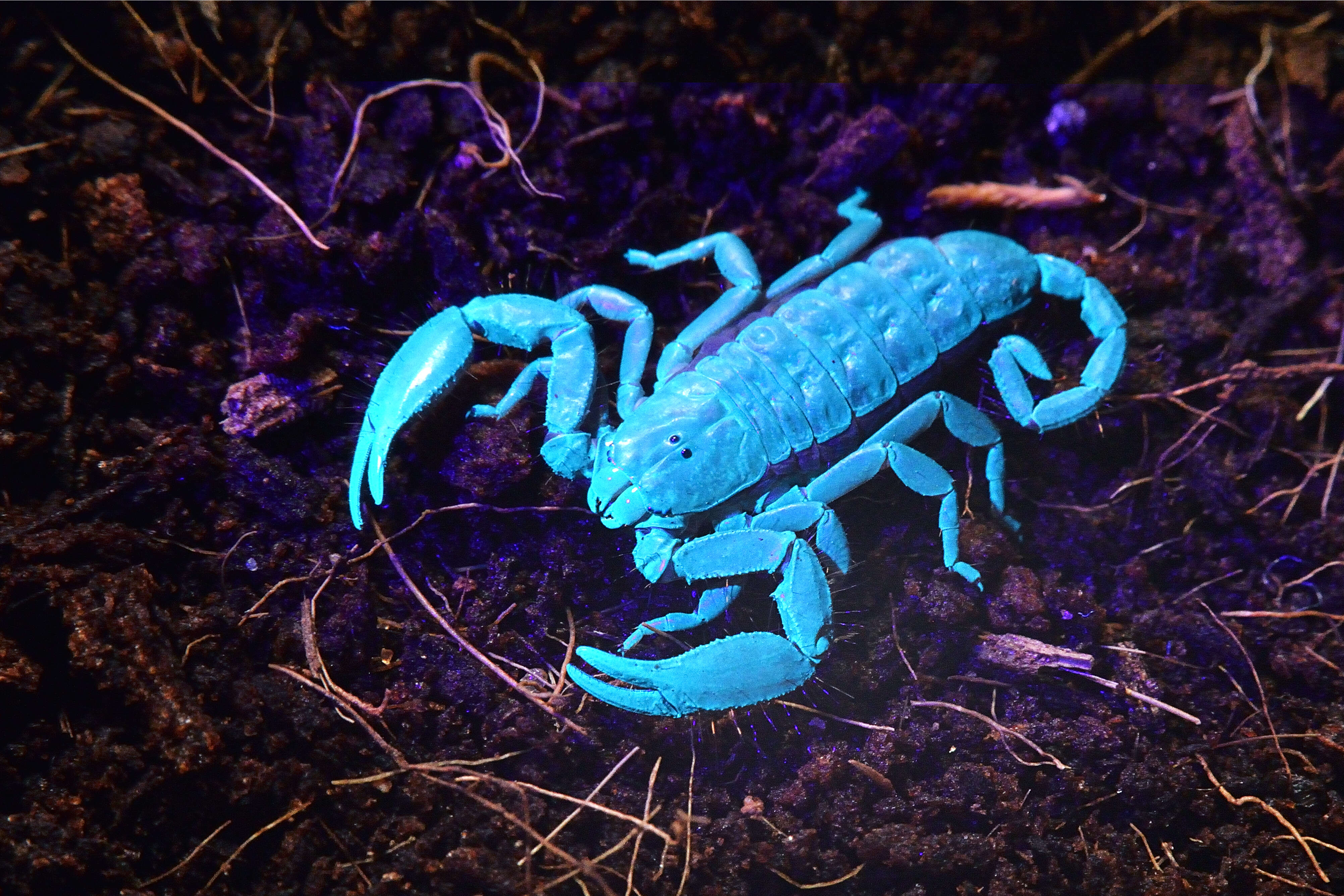 Image of Flat rock scorpion