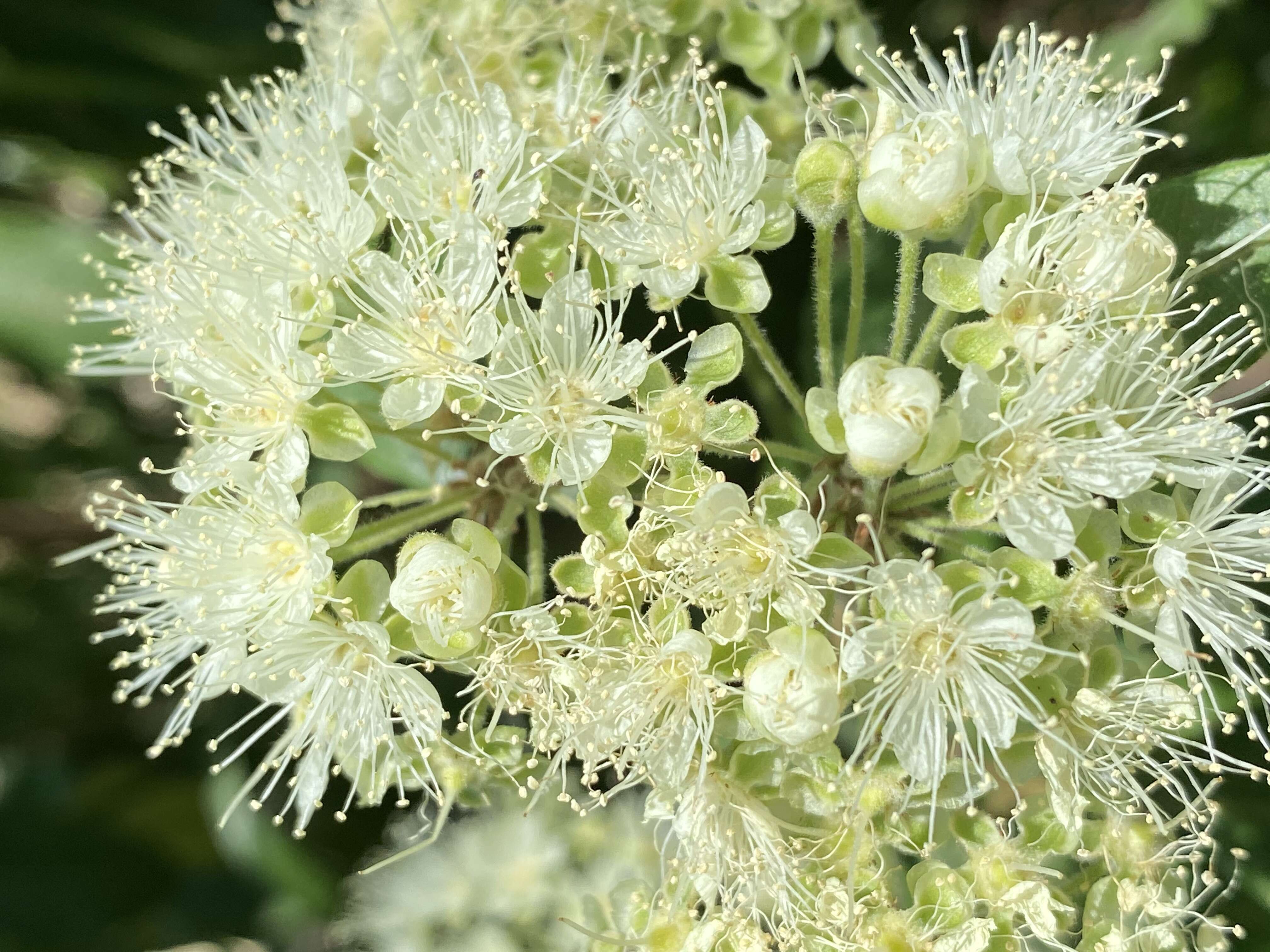 Image of Lemon Myrtle