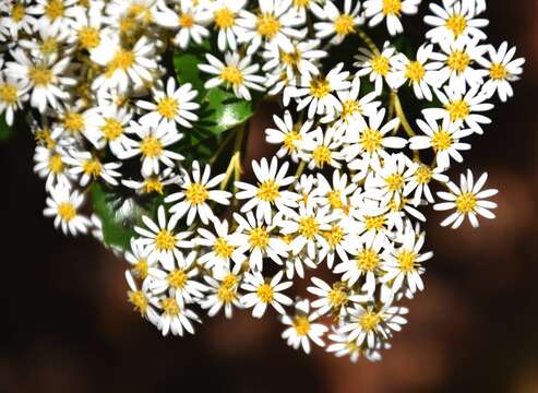 Image of Olearia avicenniifolia (Raoul) Hook. fil.