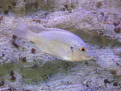 Image of Tanganyika tilapia