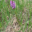 Image of Dactylorhiza russowii (Klinge) Holub