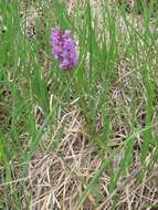 Image of Dactylorhiza russowii (Klinge) Holub