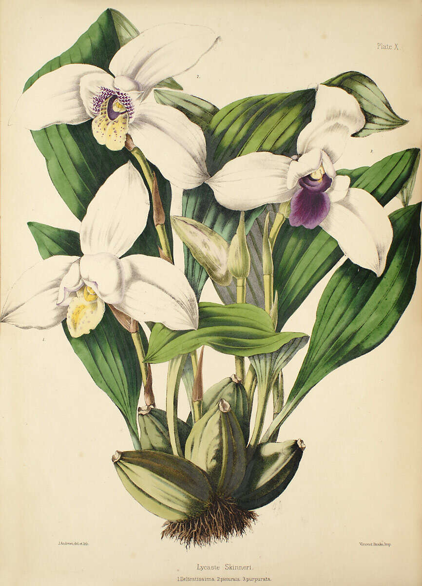 Image of Orchid