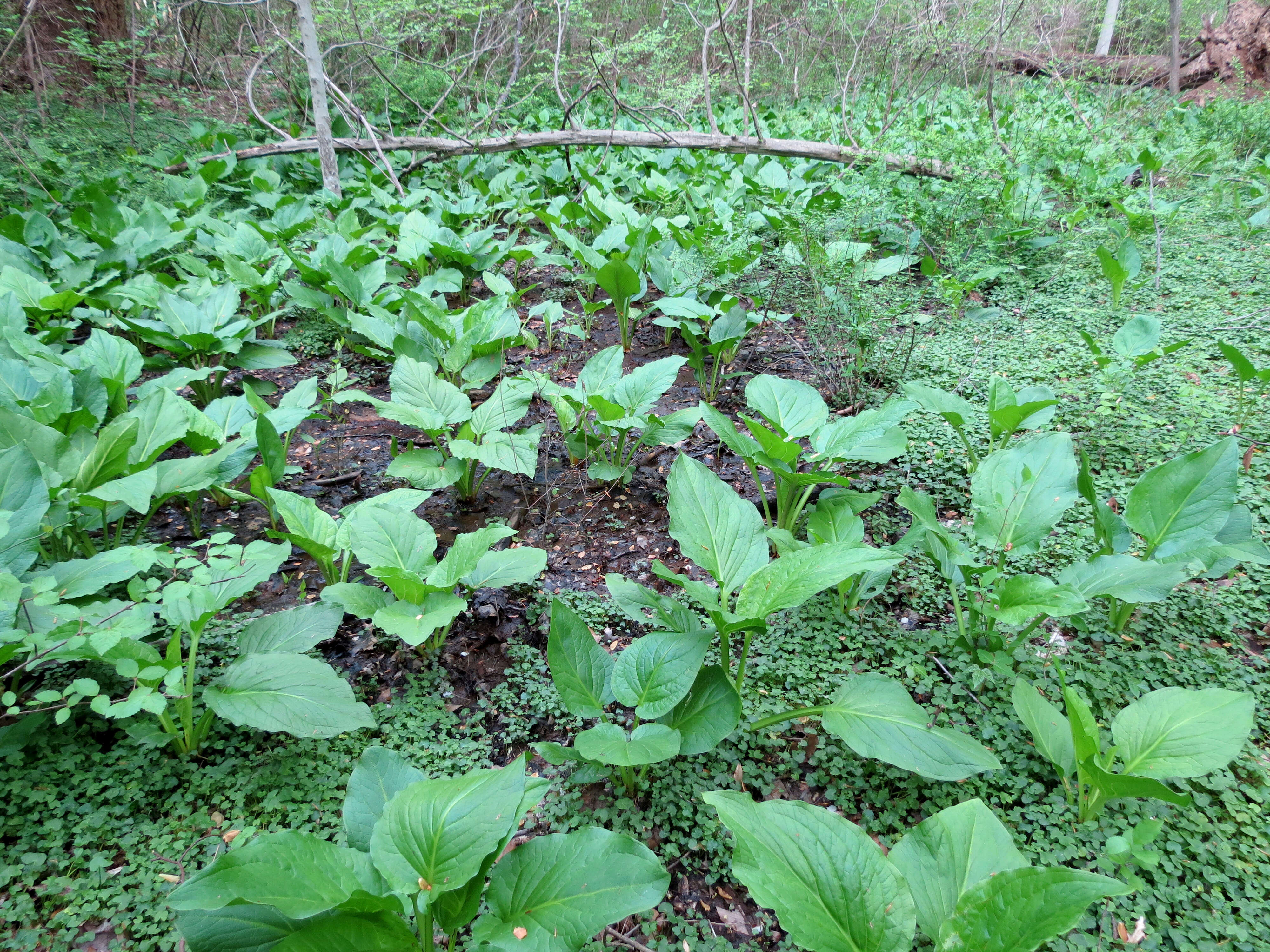 Image of Clumpfoot Cabbage