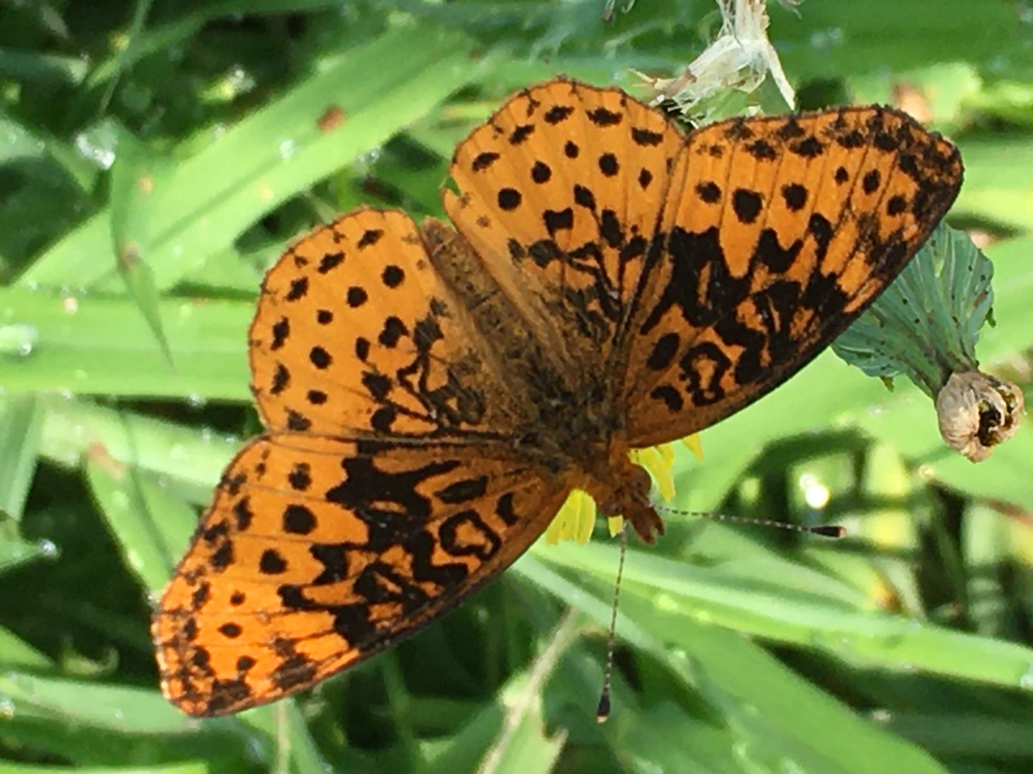 Plancia ëd Boloria bellona