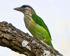 صورة Psilopogon viridis (Boddaert 1783)