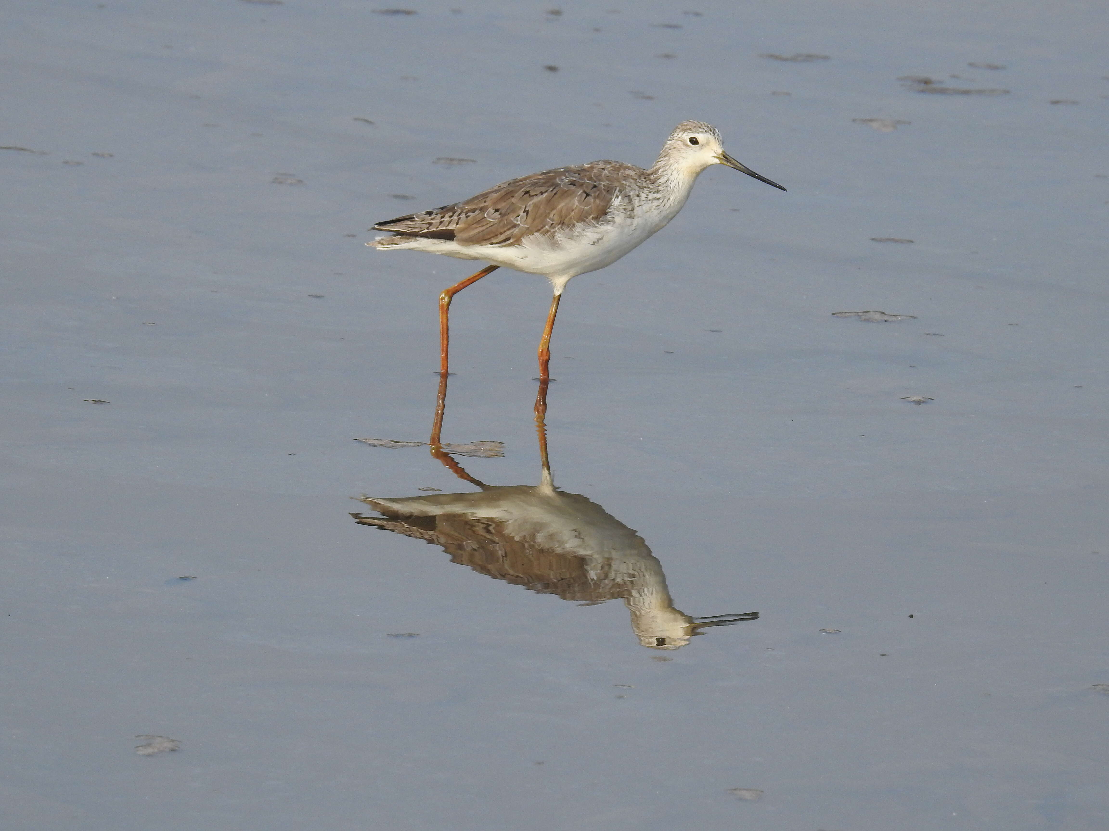 Image of Marsh Sandpiper