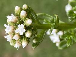 Image of Ixodia achillaeoides