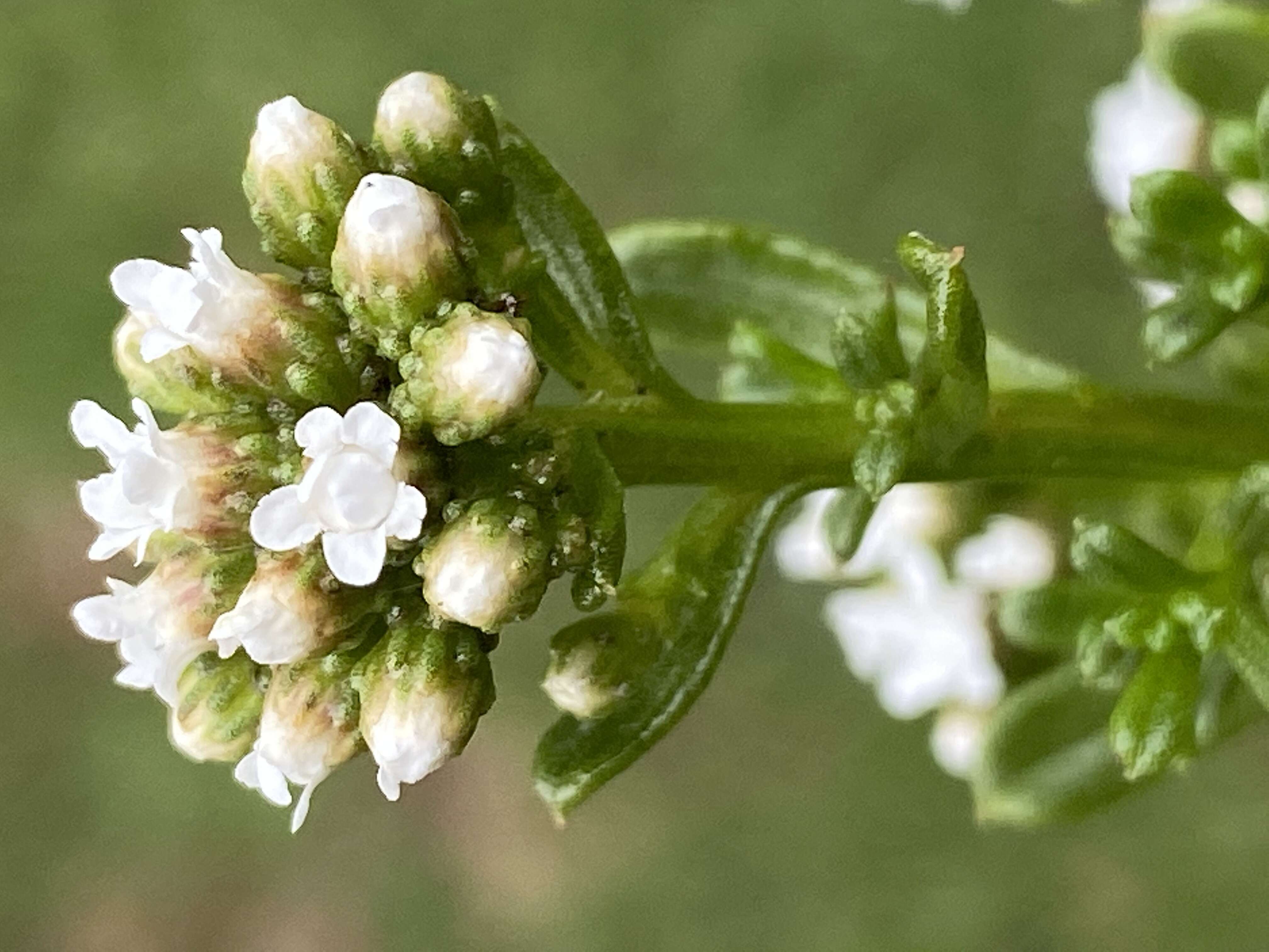 صورة Ixodia achillaeoides