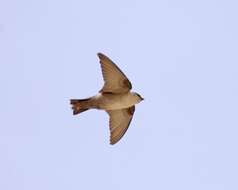 Image of Pale Crag Martin