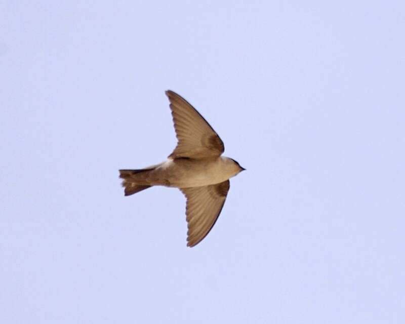 Image of Pale Crag Martin