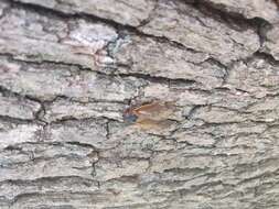 Image of Cicada