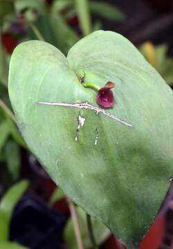 Imagem de Pleurothallis cardiothallis Rchb. fil.