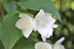 Image of sweet mock orange