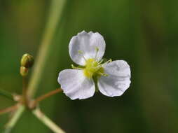 Image of Common Water-plantain