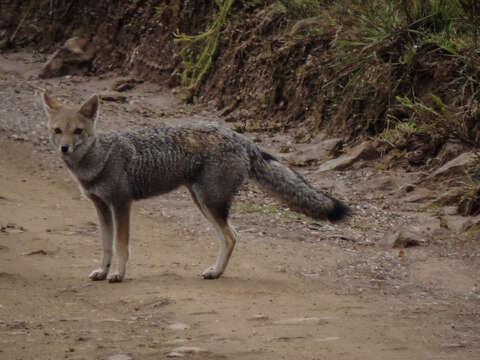 Image of Lycalopex gymnocercus